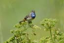 080518_LT_GorgeBleue_410