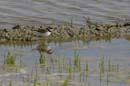 080518_LT_Gravelots_012