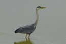 080518_LT_Heron_426