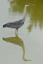 080518_LT_Heron_432
