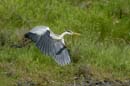 080518_LT_Heron_465