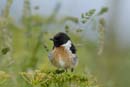 080518_LT_Tarier_Patre_281