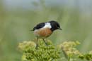080518_LT_Tarier_Patre_324