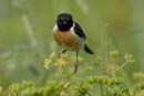 080518_LT_Tarier_Patre_329