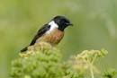 080518_LT_Tarier_Patre_395