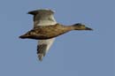 080806_Camargue_Colverts_428