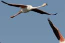 080806_Camargue_Flamants_185