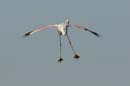 080806_Camargue_Flamants_198