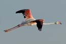 080806_Camargue_Flamants_533