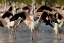080806_Camargue_Flamants_633