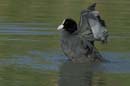 080806_Camargue_Foulques_290