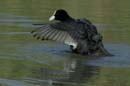 080806_Camargue_Foulques_291
