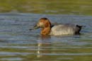 080806_Camargue_Fuligule_milouin_552