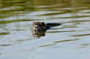 080811_LT_Ragondin_029