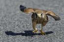 080813_LT_Faucon_crecerelle_042