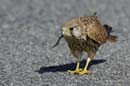 080813_LT_Faucon_crecerelle_055