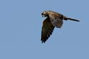 080813_LT_Faucon_crecerelle_086