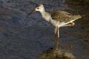 080817_LT_Echasses_152