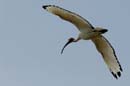 080817_LT_Ibis_212