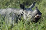0087_Kaziranga_Rhino_