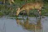 0220_Kaziranga_Barasingas_