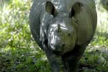 0271_Kaziranga_Rhino_