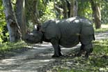 0318_Kaziranga_Rhino_