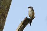 0352_Kaziranga_Large_Woodshrike_