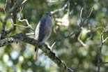 0355_Kaziranga_Shikra_
