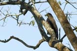 0360_Kaziranga_Hawk_Eagle_