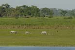 0446_Kaziranga_Rhino_