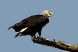 0452_Kaziranga_Pallas's_fish_eagle_
