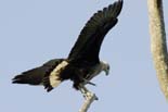 0473_Kaziranga_Pallas's_fish_eagle_