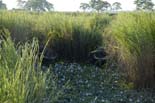 0508_Kaziranga_Buffalo_
