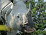 0534_Kaziranga_Rhino_