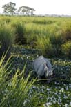 0538_Kaziranga_Rhino_