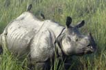 0637_Kaziranga_Rhino_