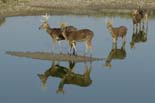 0886_Kaziranga_Barasingas_