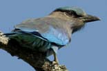 0945_Kaziranga_1_Indian_Roller_