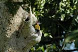 1023_Kaziranga_Greater_Flameback_