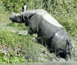 1061_Kaziranga_Rhino_
