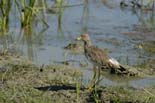 1107_Kaziranga_Yellow_wattled_Lapwing_
