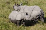 1494_Kaziranga_Rhino_