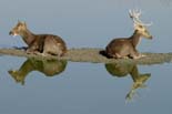 1545_Kaziranga_Barasingas_