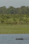 1600_Kaziranga_Rhino_