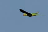 1702_Kaziranga_Rose_ringed_Parakeet_