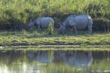 1743_Kaziranga_Rhino_