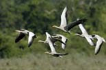 1931_Kaziranga_Bar-headed_goose