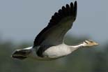 1932_Kaziranga_Bar-headed_goose