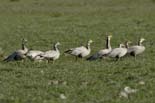 1946_Kaziranga_Bar-headed_goose